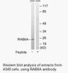 Product image for RAB6A Antibody