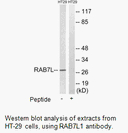 Product image for RAB7L1 Antibody