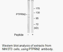 Product image for PTPRN2 Antibody