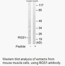 Product image for RGS1 Antibody