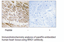 Product image for RHG1 Antibody