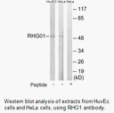 Product image for RHG1 Antibody