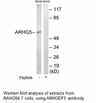 Product image for ARHGEF5 Antibody