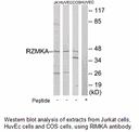 Product image for RIMKA Antibody