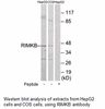 Product image for RIMKB Antibody