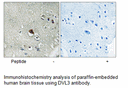 Product image for DVL3 Antibody