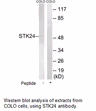 Product image for STK24 Antibody