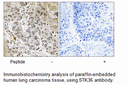 Product image for STK36 Antibody