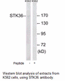 Product image for STK36 Antibody