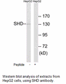 Product image for SHD Antibody