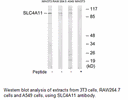 Product image for SLC4A11 Antibody