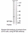 Product image for SFT2B Antibody