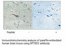 Product image for SFT2D3 Antibody