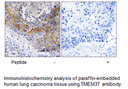 Product image for TMEM37 Antibody