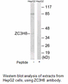 Product image for ZC3H8 Antibody