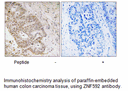 Product image for ZNF592 Antibody