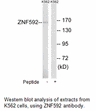 Product image for ZNF592 Antibody