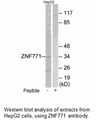 Product image for ZNF771 Antibody