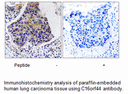 Product image for C16orf44 Antibody