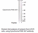 Product image for Cytochrome P450 3A7 Antibody