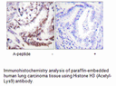 Product image for Histone H3 (Acetyl-Lys9) Antibody