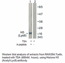 Product image for Histone H3 (Acetyl-Lys9) Antibody