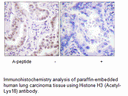 Product image for Histone H3 (Acetyl-Lys18) Antibody