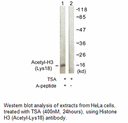 Product image for Histone H3 (Acetyl-Lys18) Antibody