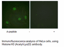 Product image for Histone H3 (Acetyl-Lys23) Antibody