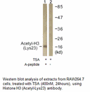 Product image for Histone H3 (Acetyl-Lys23) Antibody