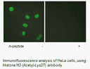 Product image for Histone H3 (Acetyl-Lys27) Antibody