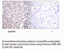 Product image for Histone H2B (Ab-5) Antibody