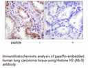 Product image for Histone H3 (Ab-9) Antibody