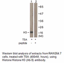 Product image for Histone H3 (Ab-9) Antibody