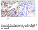 Product image for Histone H3 (Ab-14) Antibody