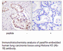 Product image for Histone H3 (Ab-18) Antibody