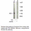 Product image for Histone H3 (Ab-18) Antibody