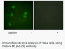 Product image for Histone H3 (Ab-23) Antibody