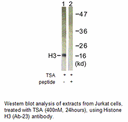 Product image for Histone H3 (Ab-23) Antibody