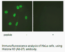 Product image for Histone H3 (Ab-27) Antibody