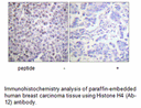 Product image for Histone H4 (Ab-12) Antibody