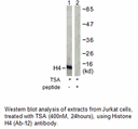 Product image for Histone H4 (Ab-12) Antibody