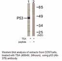 Product image for p53 (Ab-379) Antibody