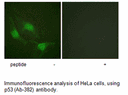 Product image for p53 (Ab-382) Antibody