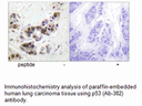 Product image for p53 (Ab-382) Antibody