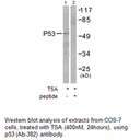 Product image for p53 (Ab-382) Antibody