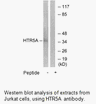 Product image for HTR5A Antibody