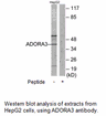 Product image for ADORA3 Antibody