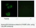 Product image for CELSR3 Antibody