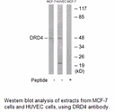 Product image for DRD4 Antibody